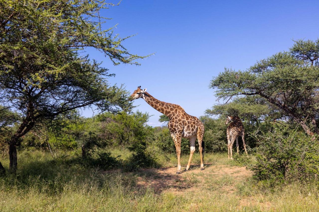 Oase By 7 Star Lodges - Greater Kruger Private 530Ha Reserve Hoedspruit Exteriör bild